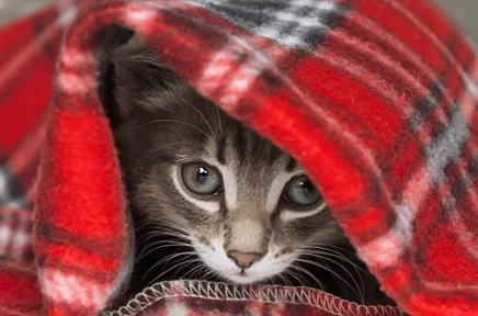 Eine grau-weiße Katze schaut neugierig unter einer rot-schwarz karierten Decke hervor, nur Gesicht und große Augen sind sichtbar.