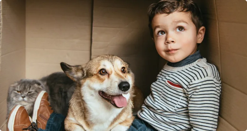 Ein Junge sitzt mit einem Corgi-Hund und einer grauen Katze in einem Karton und blickt nach oben.